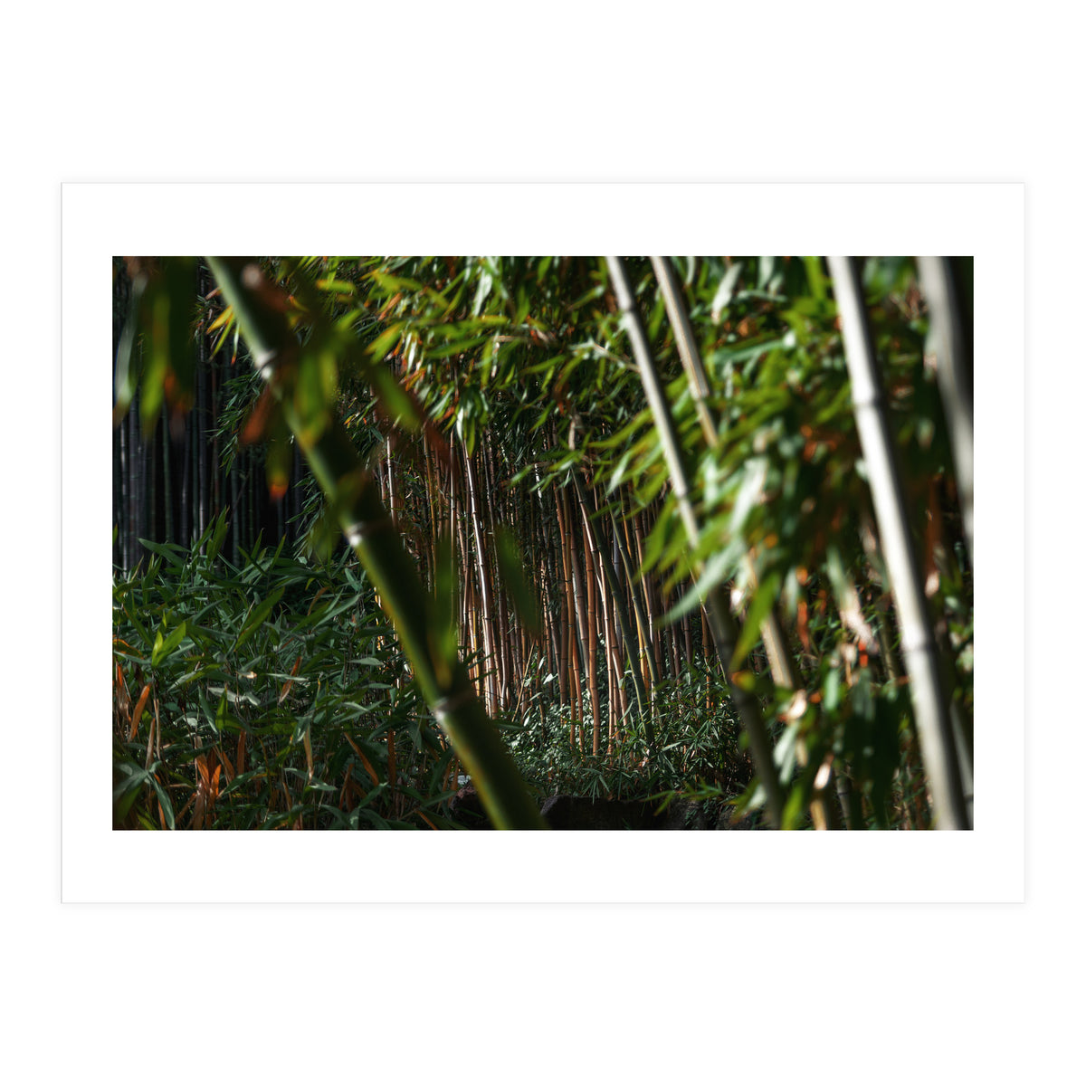 Scorpion (Print Only)