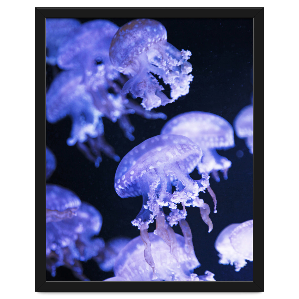 Jellyfish