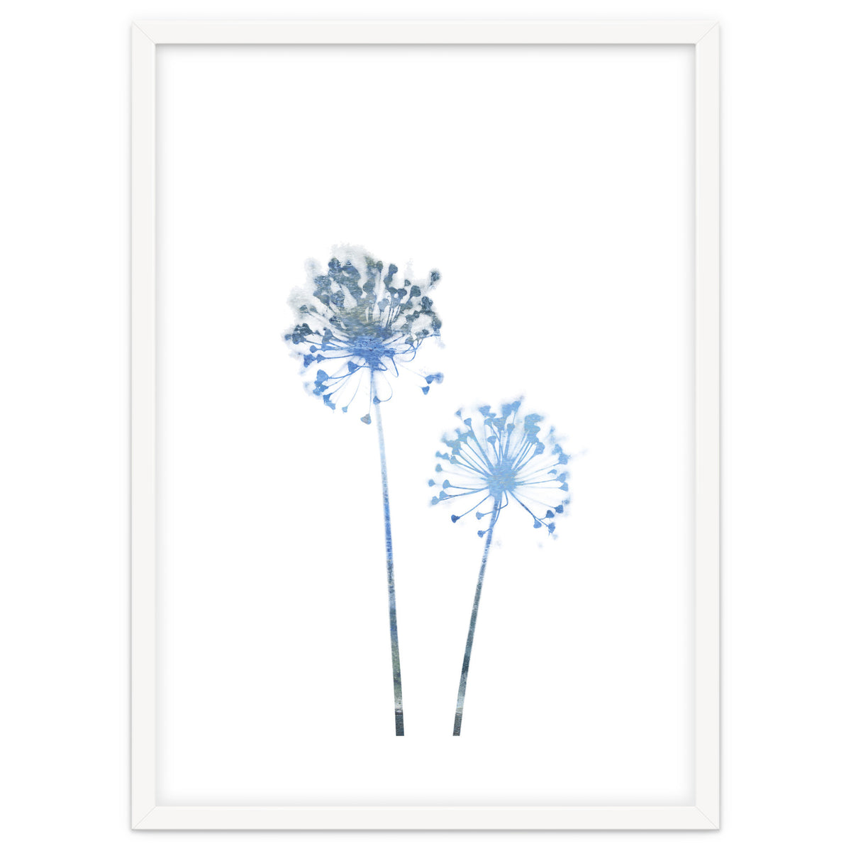 Blue Dandelion
