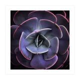 DARKSIDE OF SUCCULENTS VII (Print Only) thumbnail