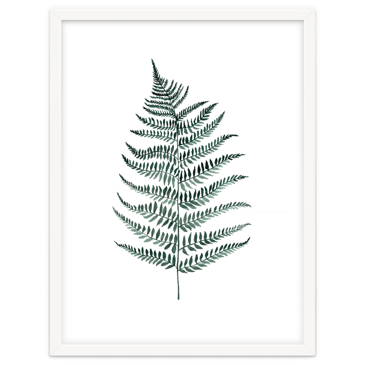 Botanical Illustration Silverfern