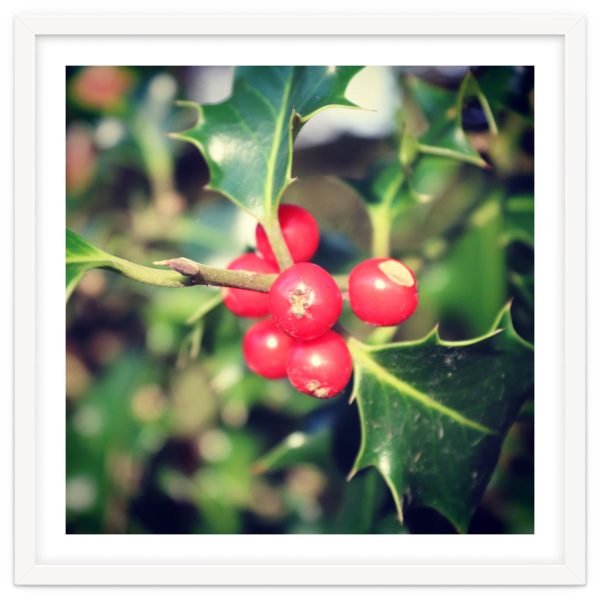 Holly berries