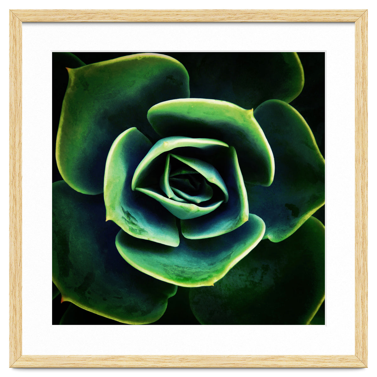 DARKSIDE OF SUCCULENTS XIV