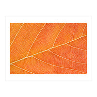 Autumn Leaf (Print Only)