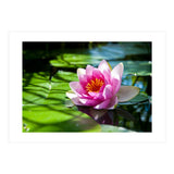 Waterlilie (Print Only) thumbnail
