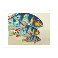 Fish Classic Designs 3 (Print Only)