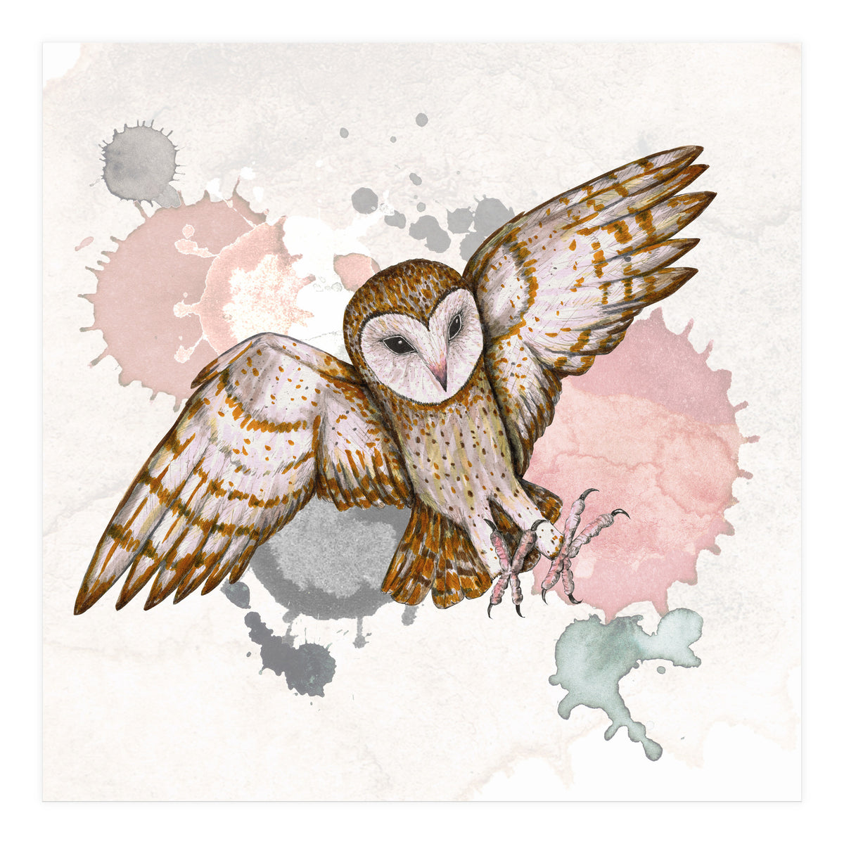 Attacking barn owl (Print Only)