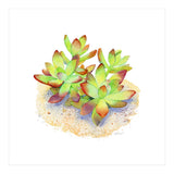 California Sunset Succulent (Print Only) thumbnail