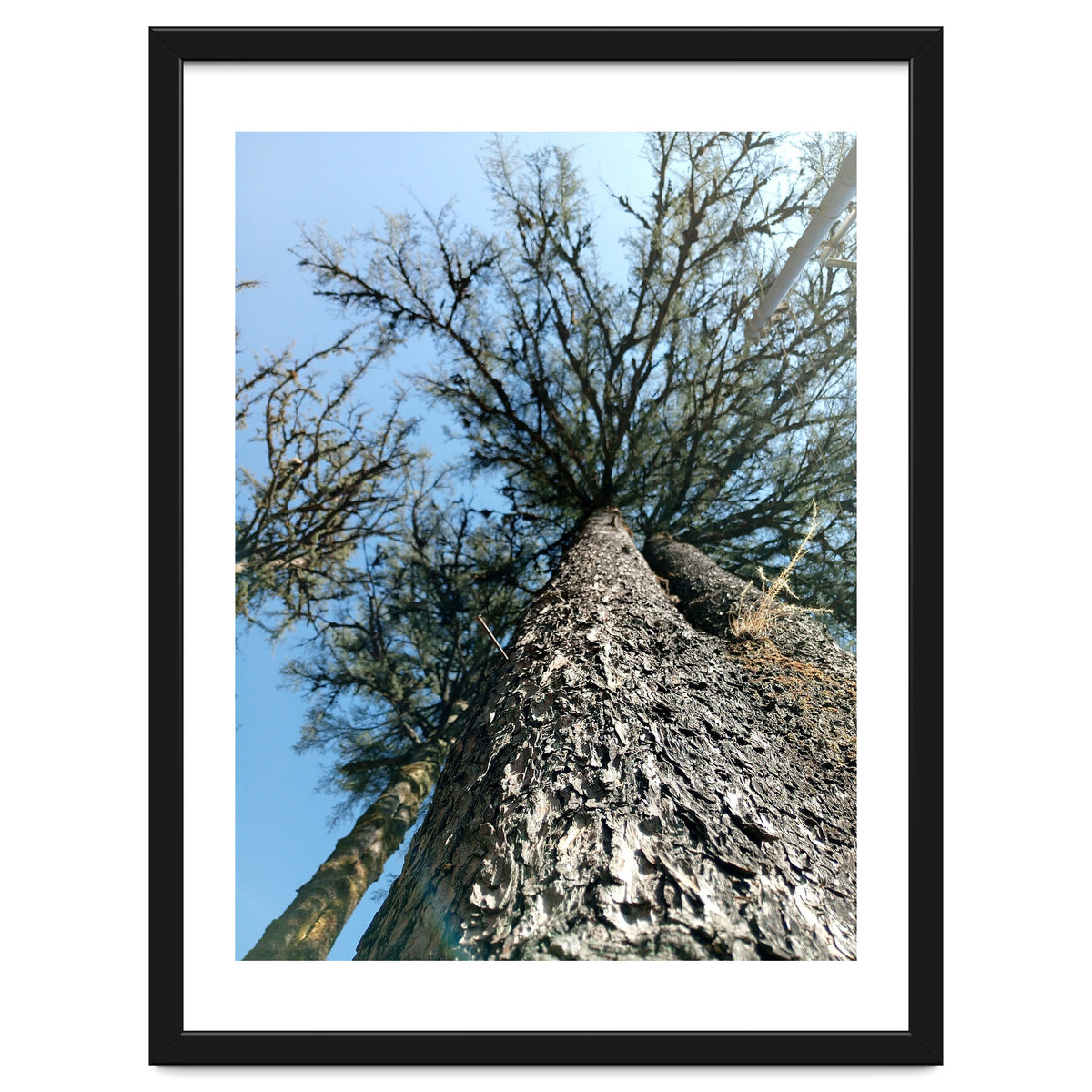 Ataraxia - Tree Series 1