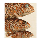 Fish Classic Designs 6 (Print Only) thumbnail