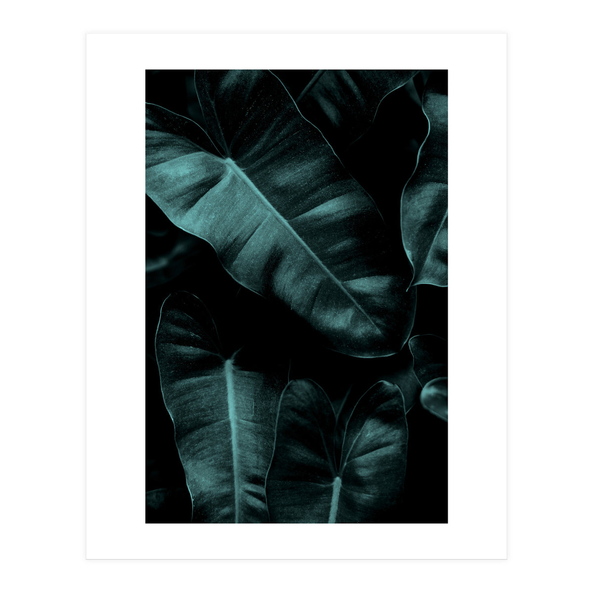 Dark Leafs (Print Only)