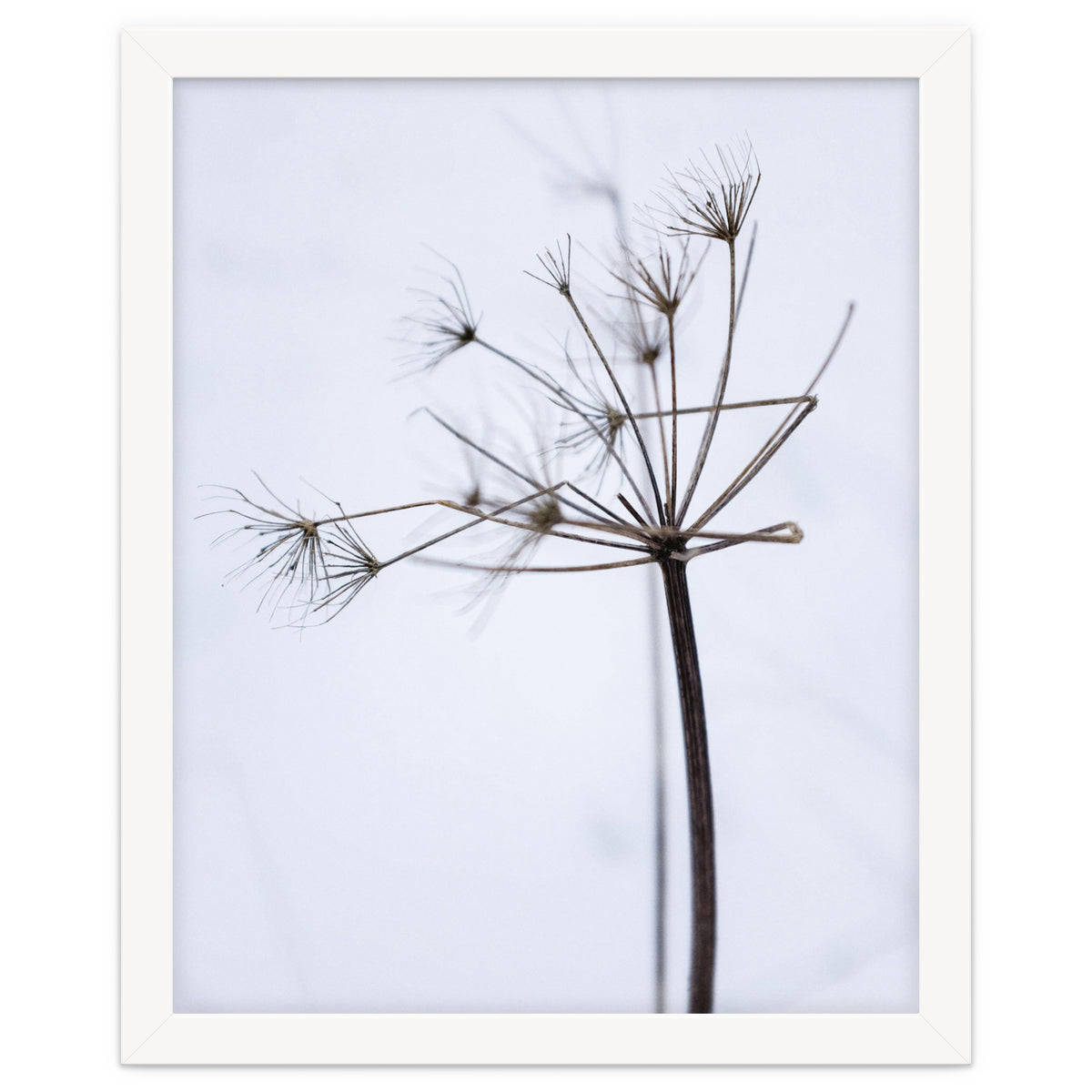 Wildflower in Winter