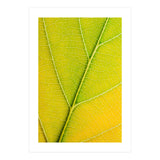 Autumn Leaf (Print Only) thumbnail