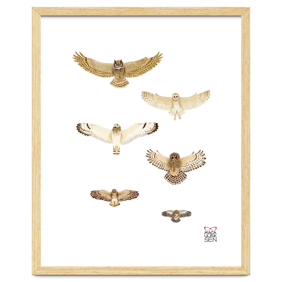 Typical owls & Barn owl