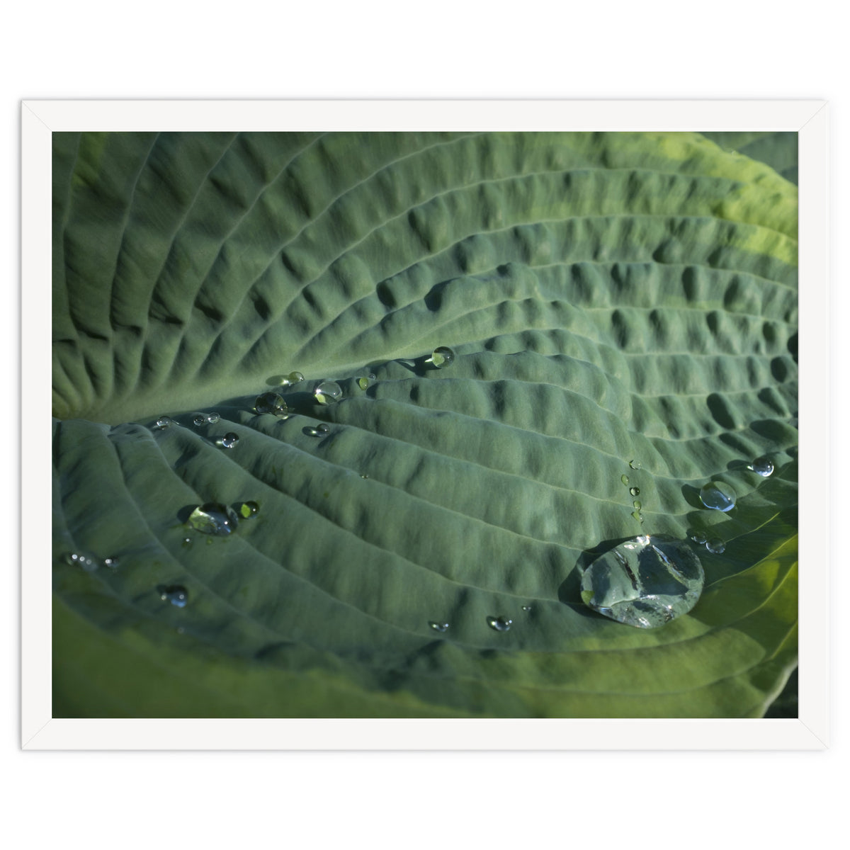 Hosta With Raindrops