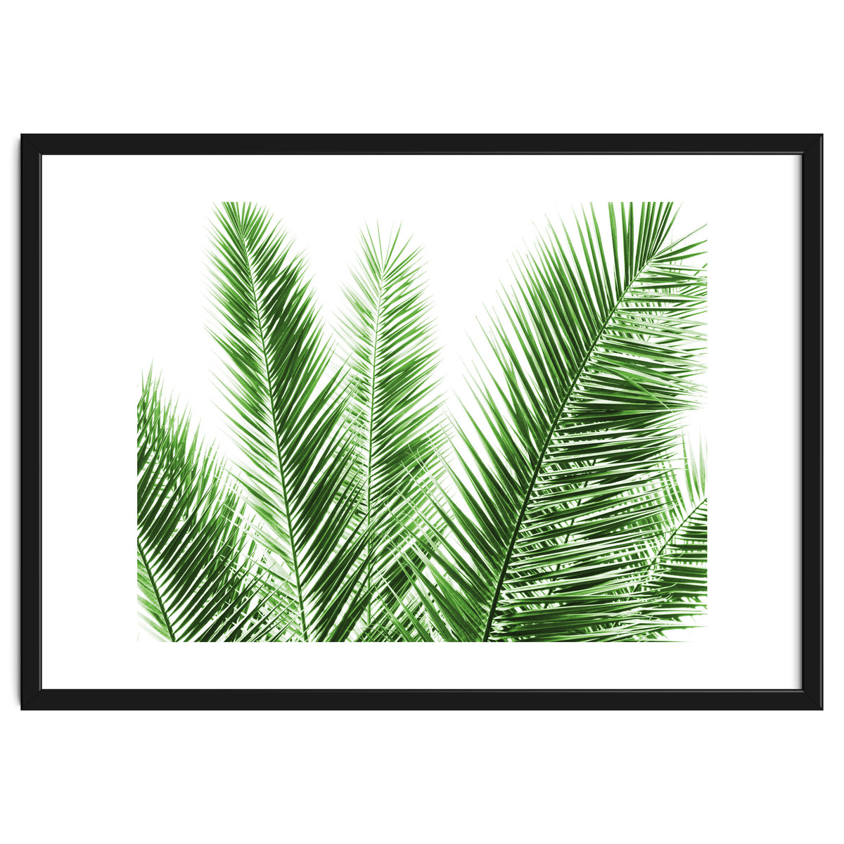 Palm Leaves