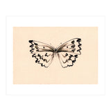 Butterfly (Print Only) thumbnail