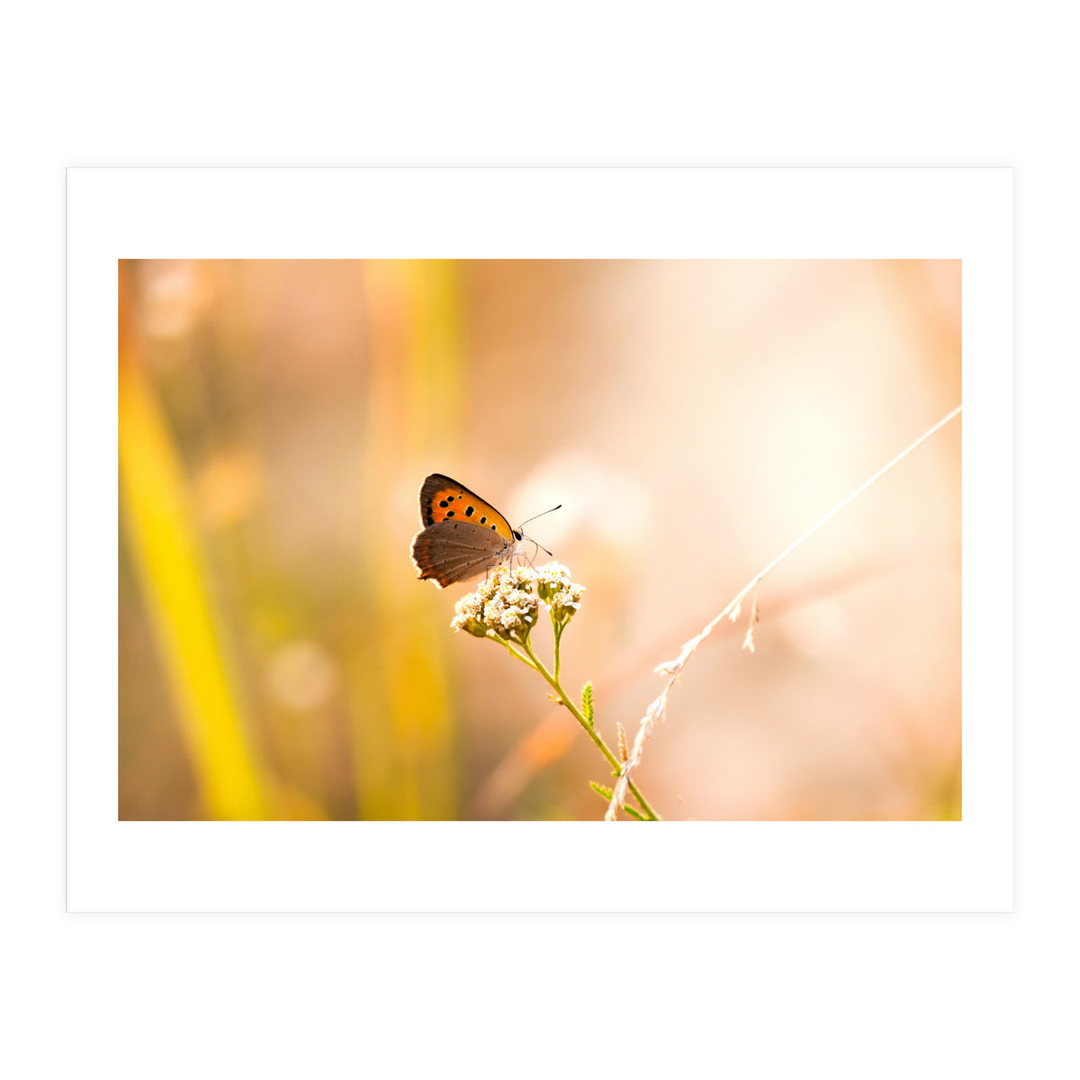 Butterfly (Print Only)
