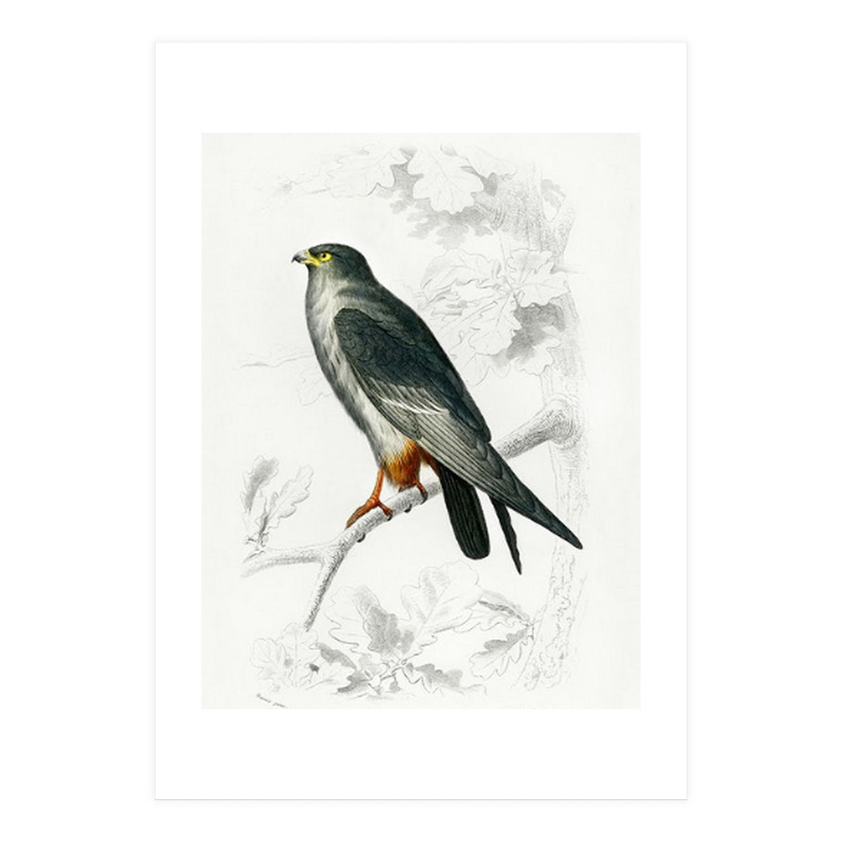 Red-footed Falcon illustrated (Print Only)