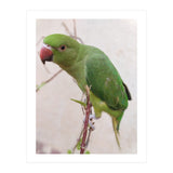 Lovely Indian Cute Parrot (Print Only) thumbnail