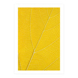 Autumn Leaf (Print Only) thumbnail