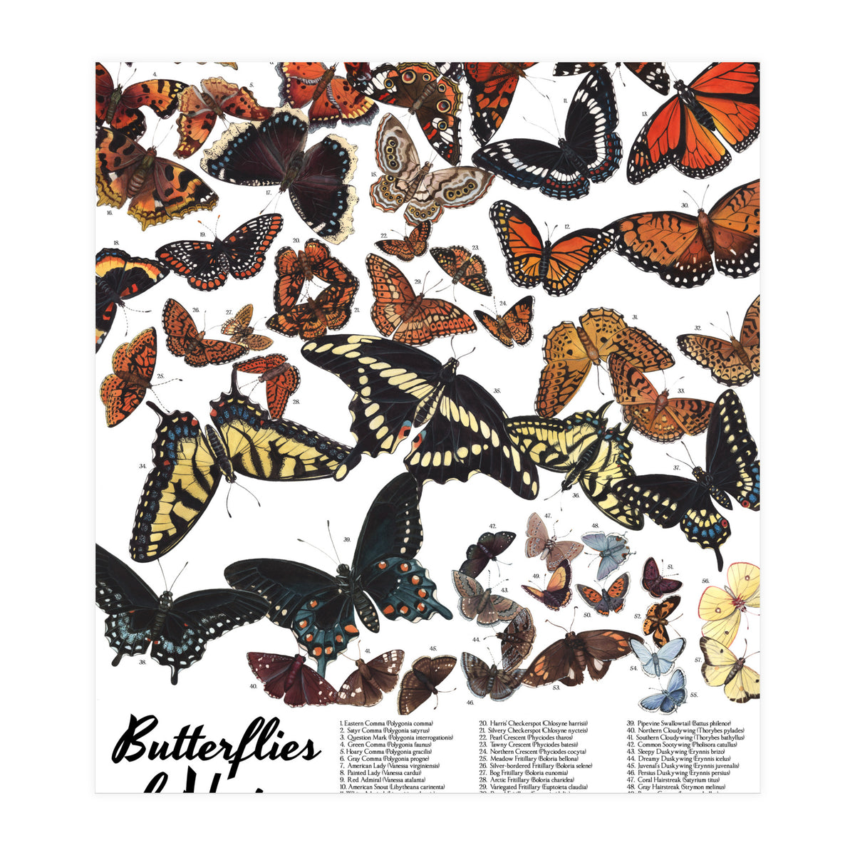 Maine Butterflies Chart (Print Only)