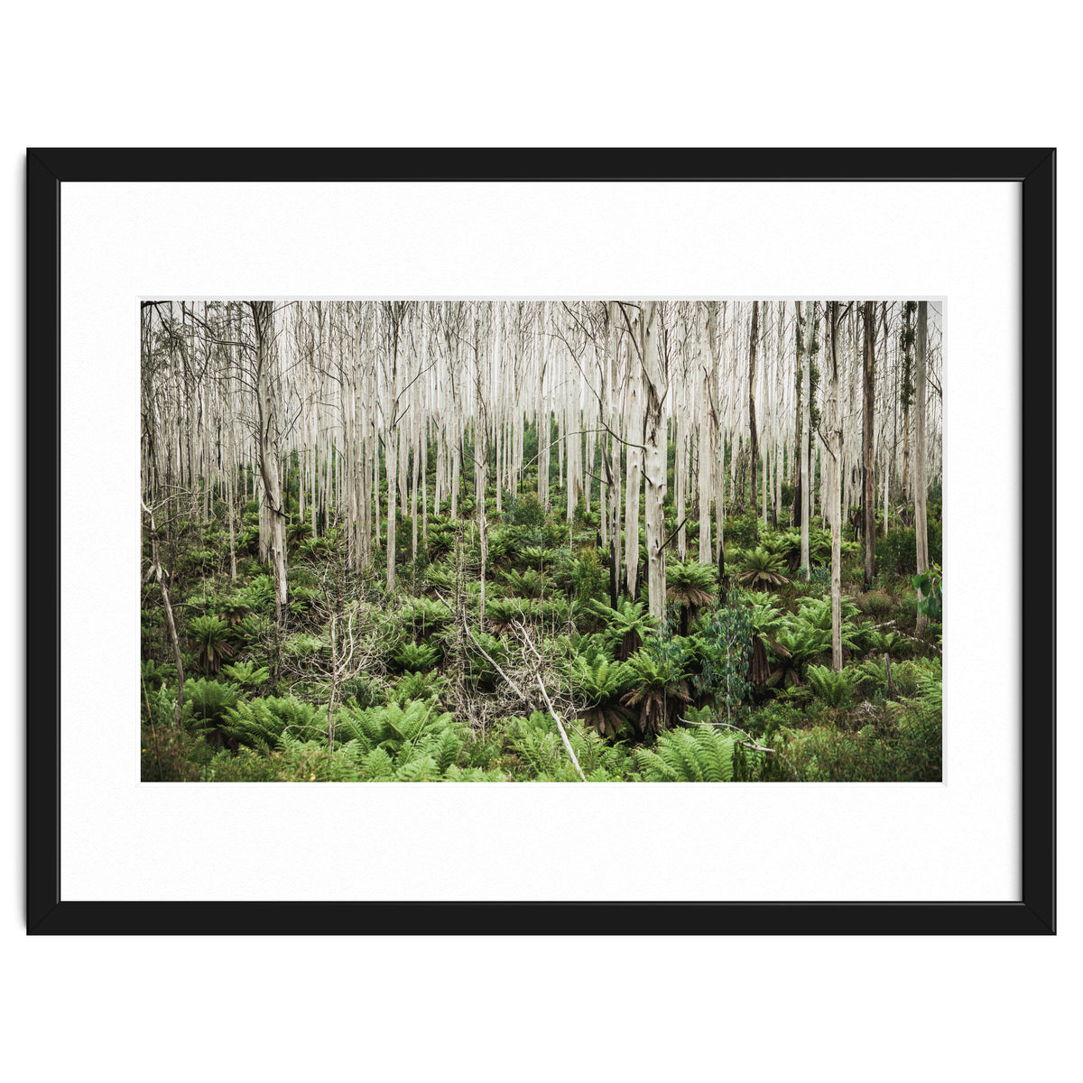 Forest After The Fire