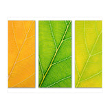 Autumn Leaves (Print Only) thumbnail