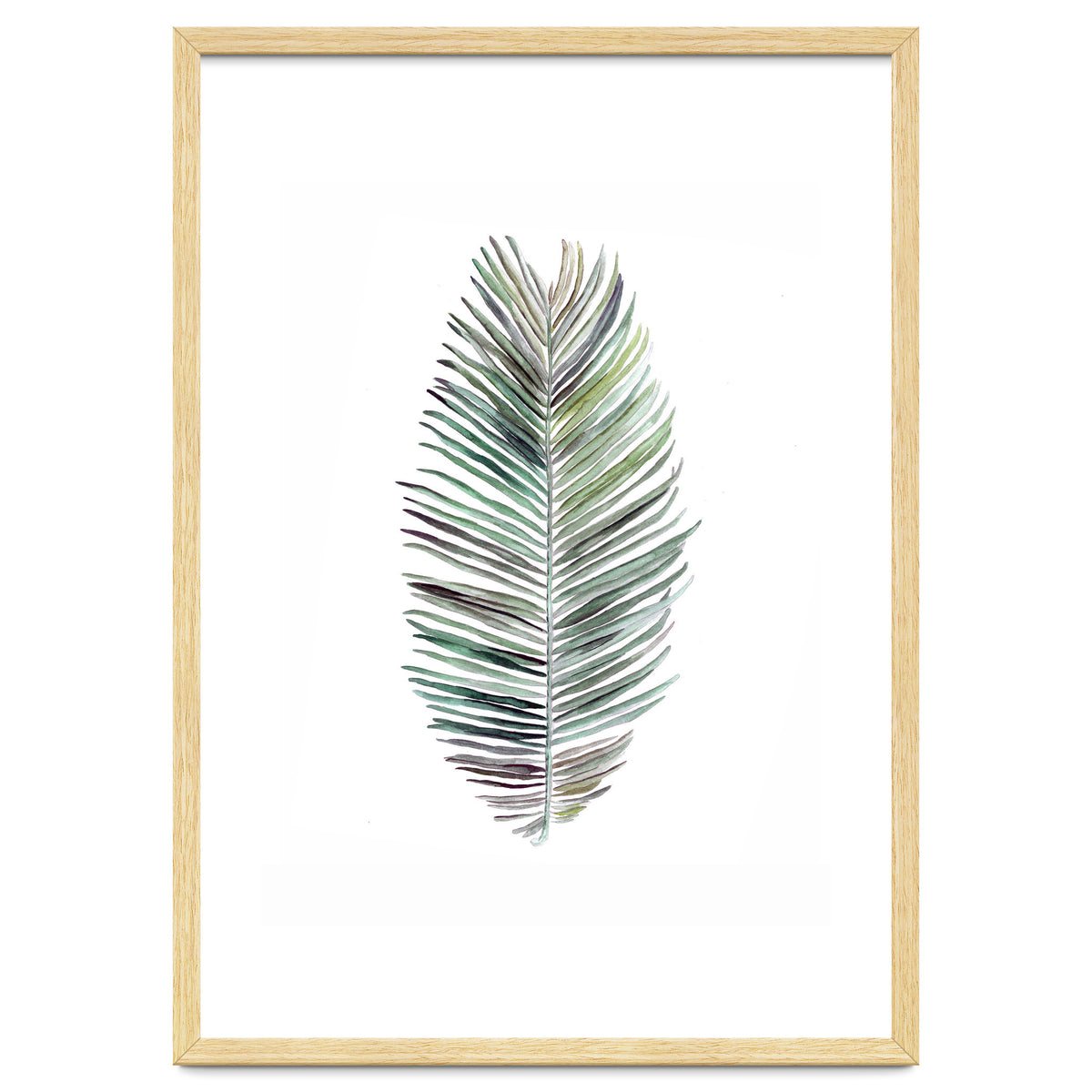 Botanical Illustration Cocos Palm