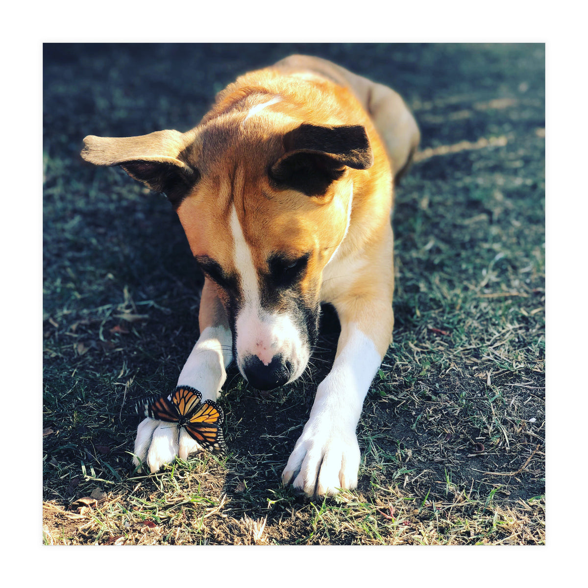 Cooper With Butterfly (Print Only)