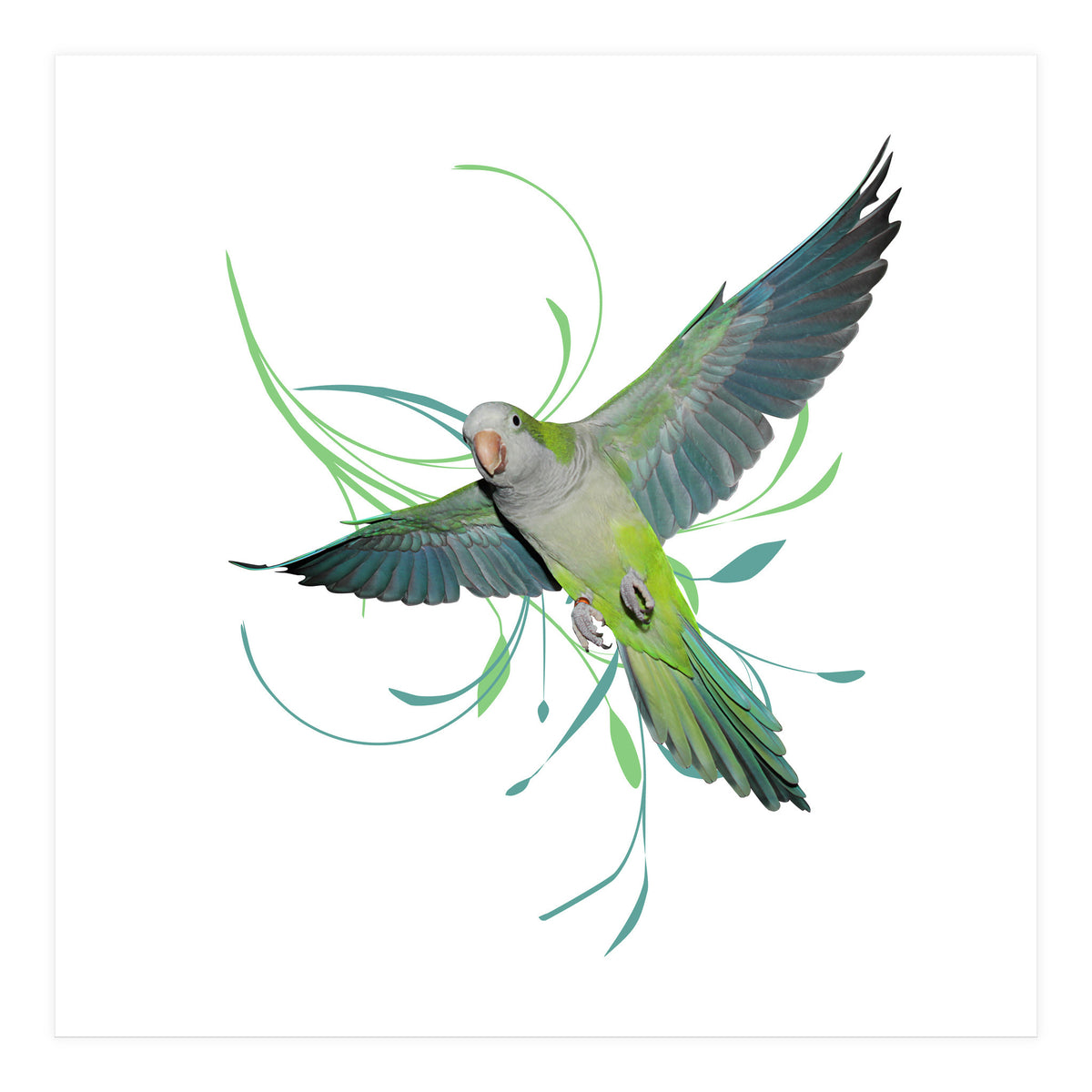 Flying quaker parrot (Print Only)