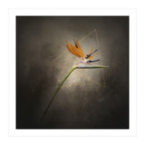Graceful flower - Strelitzia | vintage style  (Print Only) thumbnail