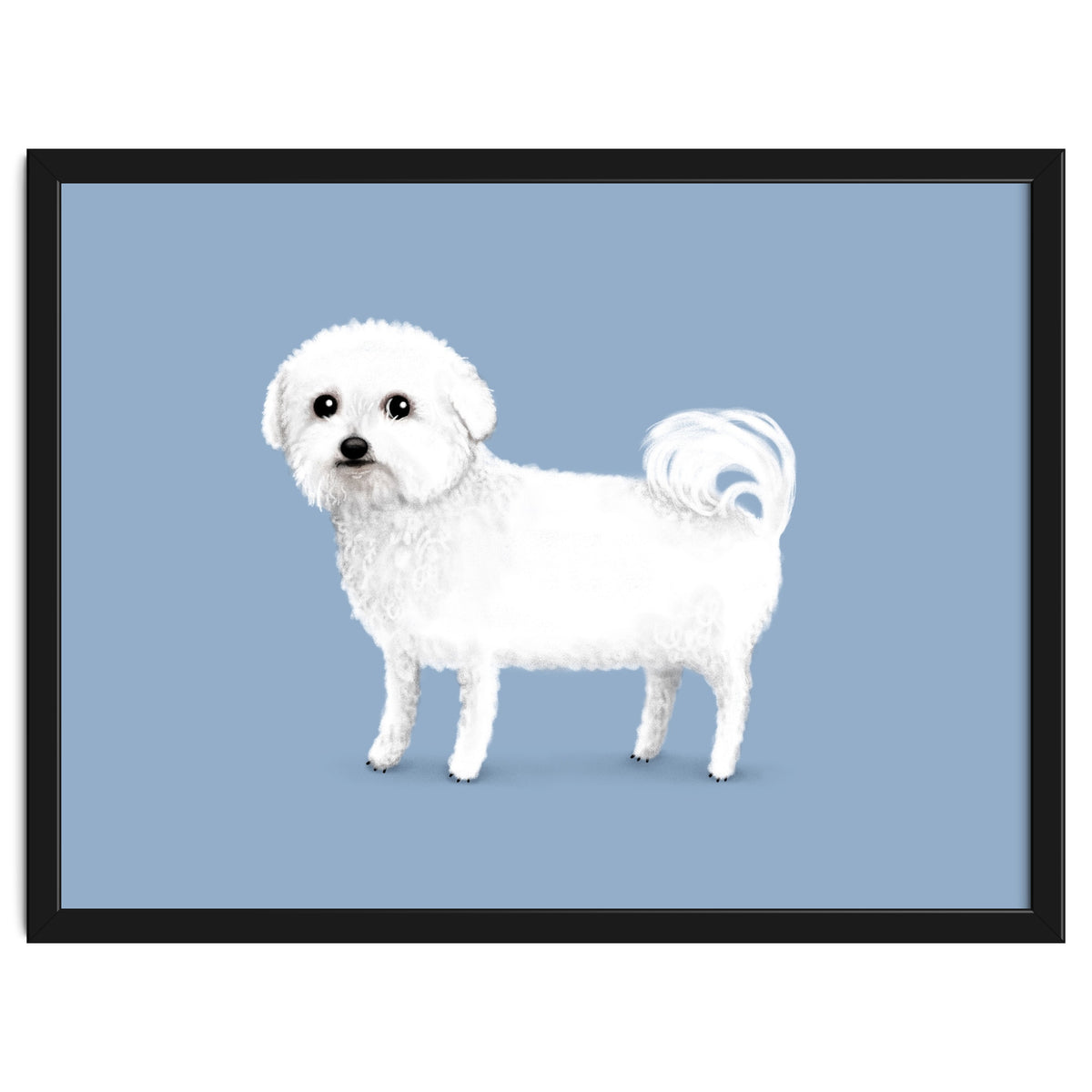 Bichon Frise