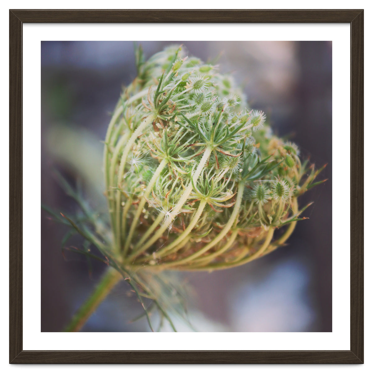Seed head