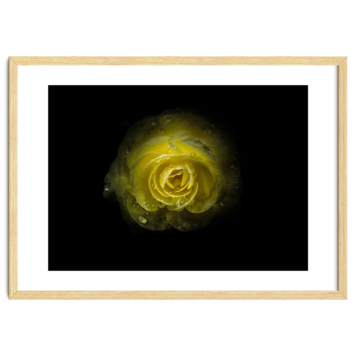 Backyard Flowers 64 Color Version