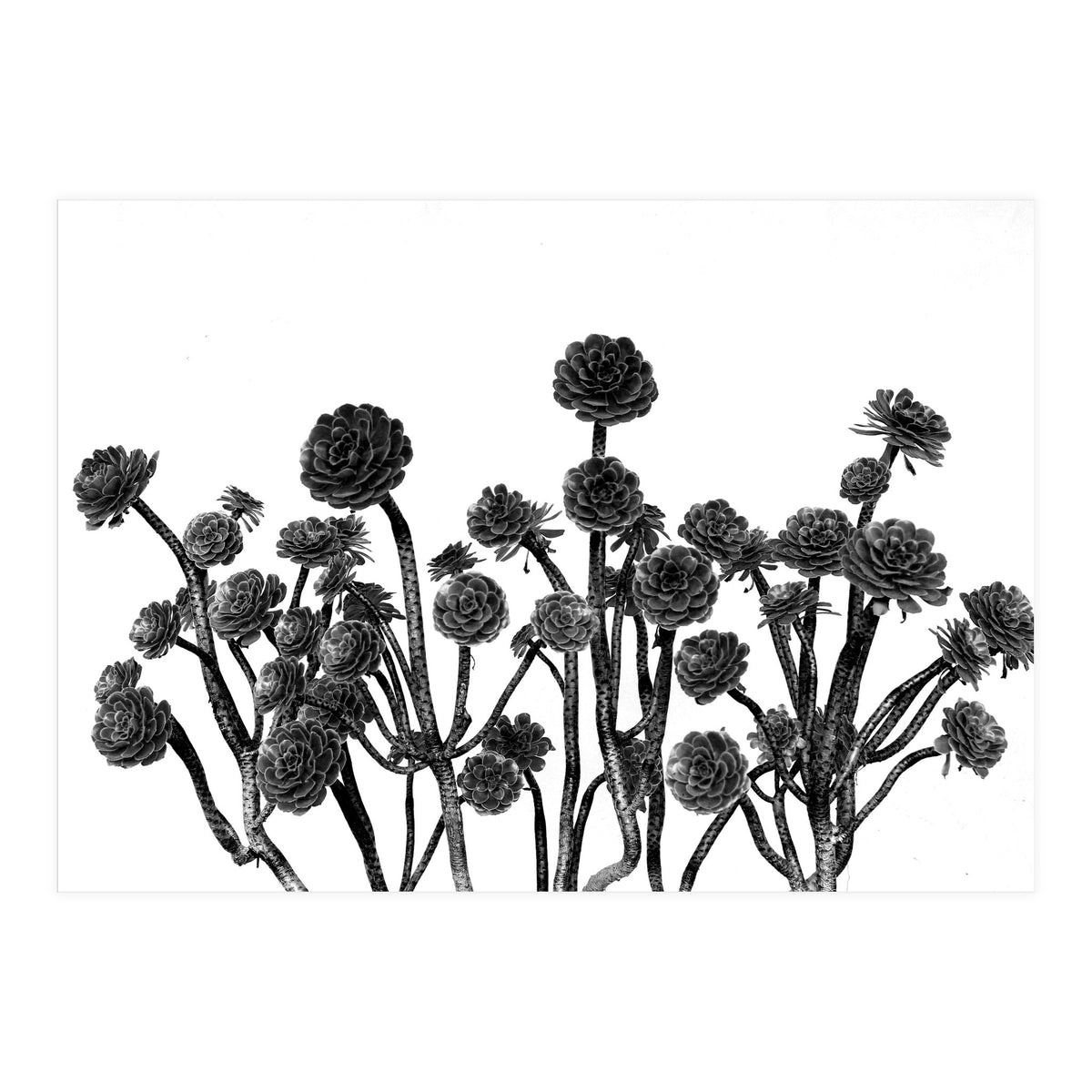 cactus succulents (Print Only)