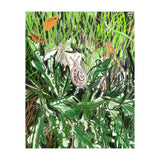 A Snail Goes (Print Only) thumbnail
