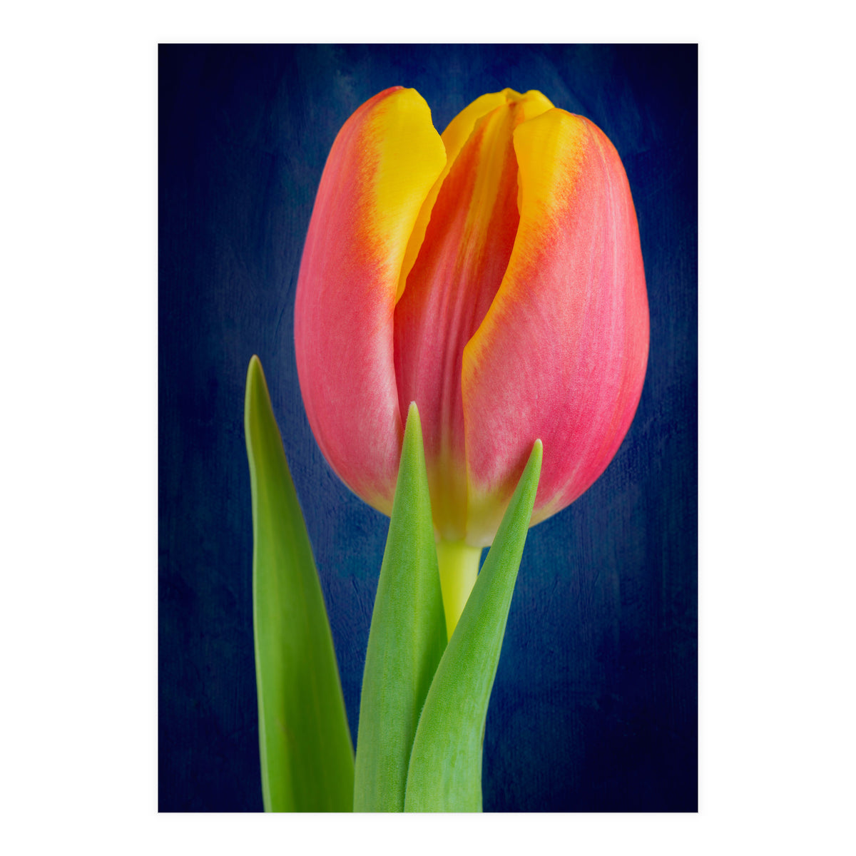 Tulip (Print Only)