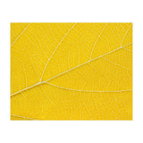Autumn Leaf (Print Only) thumbnail