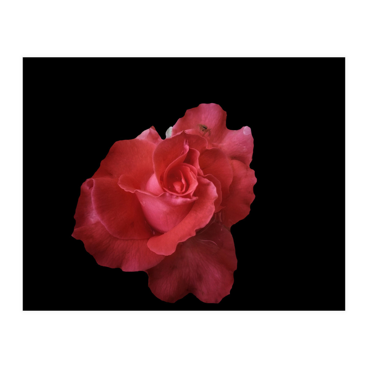 Coral Rose (Print Only)