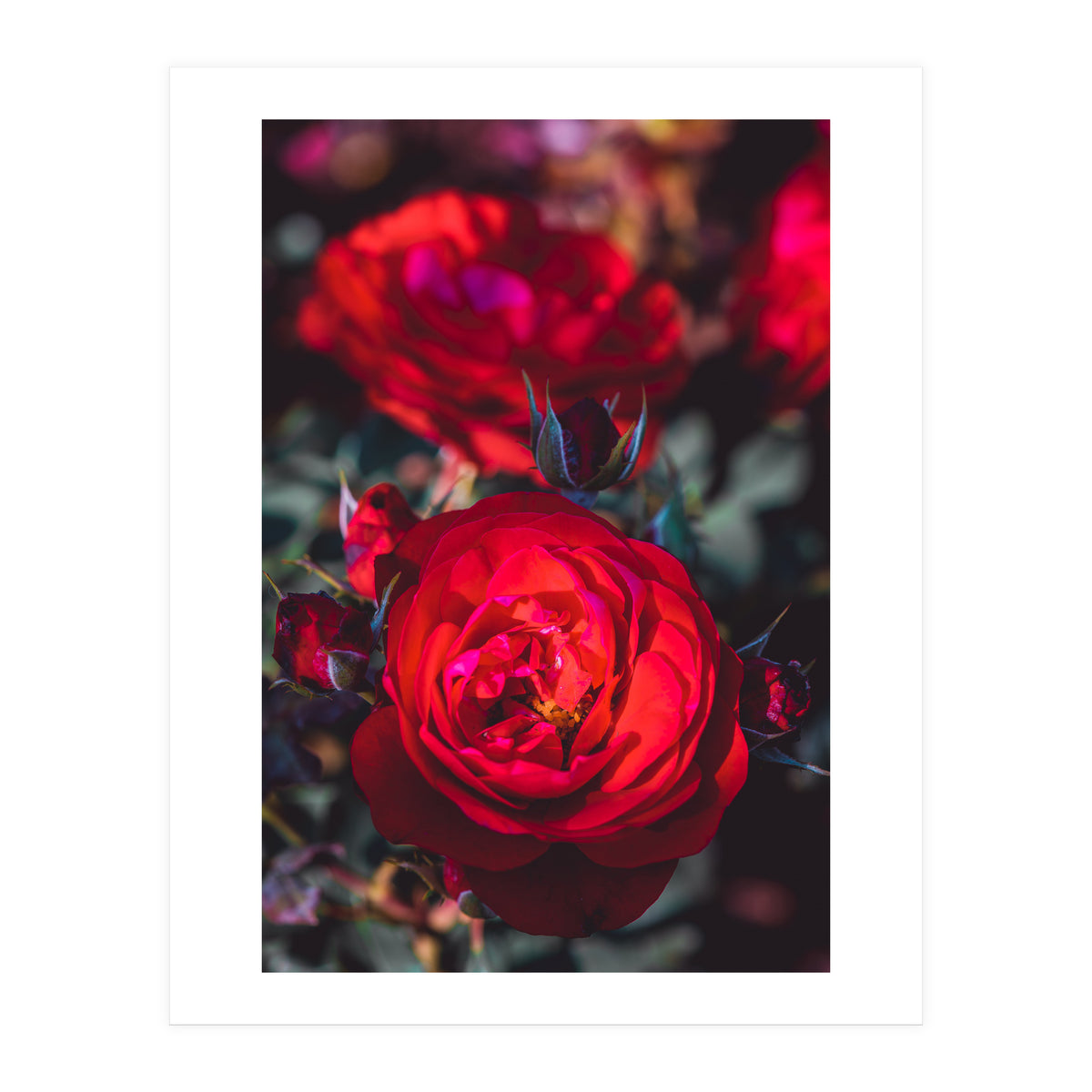 Dark Red (Print Only)