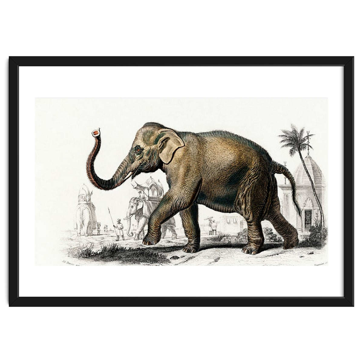 Asiatic elephant indicus illustrated