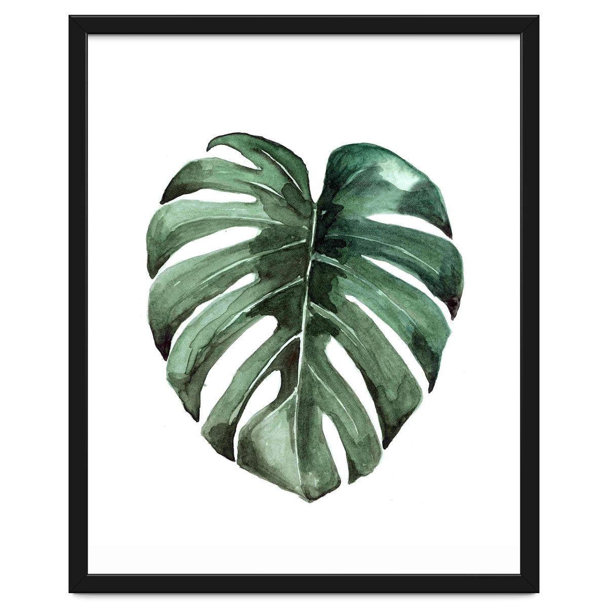 Botanical Illustration Monstera Deliciosa
