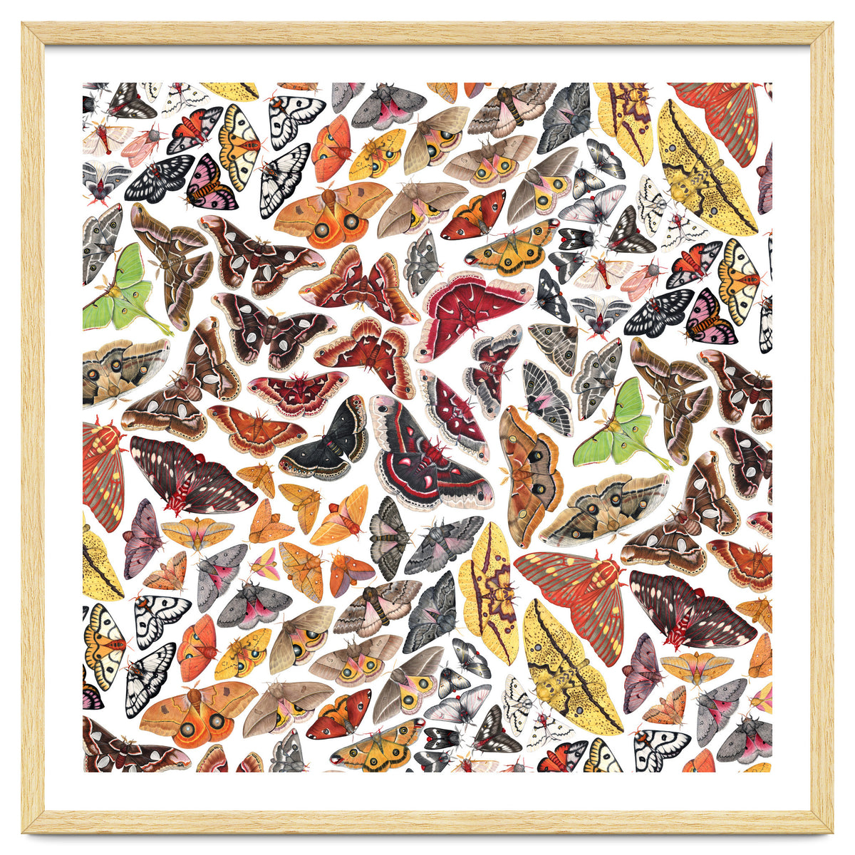 Saturniid Moths of North America Pattern