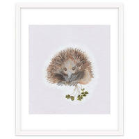 Echidna - Australian Animal Series