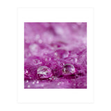 Drops in feathers (Print Only) thumbnail