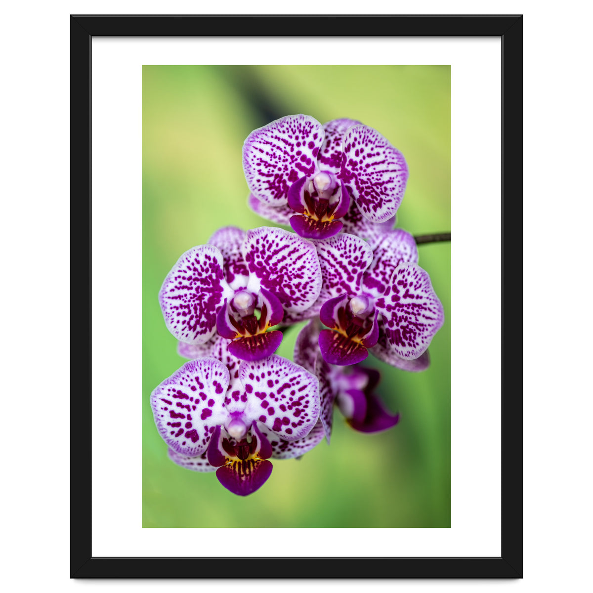 Orchidee Flower