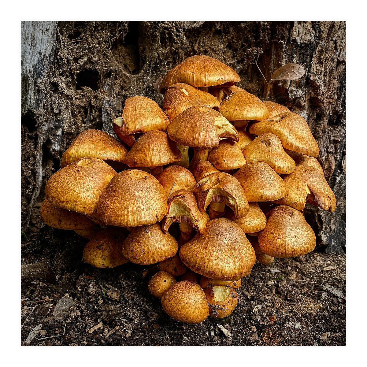 Tree Fungi  (Print Only)