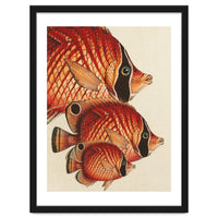 Fish Classic Designs 2