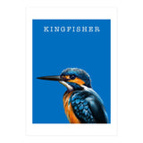 Kingfisher (Print Only) thumbnail